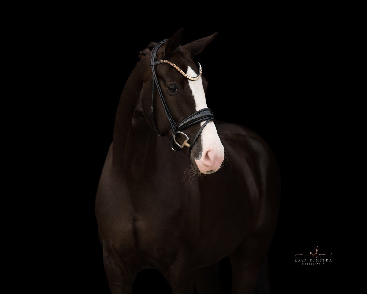 broodmare Donnacella 4 (Hanoverian, 2015, from Diamond Hit)