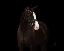 broodmare Donnacella 4 (Hanoverian, 2015, from Diamond Hit)