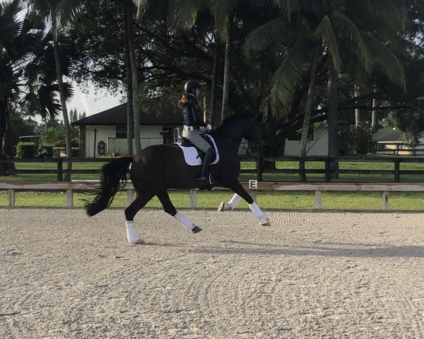 dressage horse Solitär 40 (Hanoverian, 2007, from Sandro Hit)