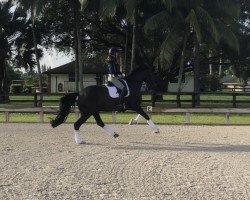 dressage horse Solitär 40 (Hanoverian, 2007, from Sandro Hit)