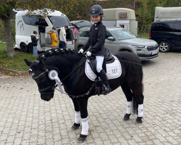 dressage horse Magnum Windsor (Dartmoor Pony, 2007, from Stourton Whirlwind)