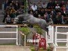 jumper Hengst von Conthalou / Clinton I (Oldenburg show jumper, 2022, from Conthalou)