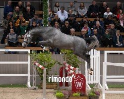 jumper Hengst von Conthalou / Clinton I (Oldenburg show jumper, 2022, from Conthalou)