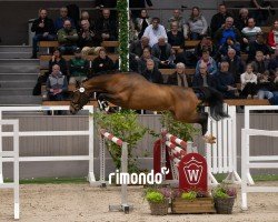 Springpferd Hengst von Elvis ter Putte / Chellano Z (Zangersheide Reitpferd, 2022, von Elvis Ter Putte)