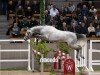 jumper Hengst von Cornet Obolensky / Baloubet du Rouet (Zangersheide riding horse, 2022, from Cornet Obolensky)