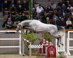 jumper Hengst von Cornet Obolensky / Baloubet du Rouet (Zangersheide riding horse, 2022, from Cornet Obolensky)