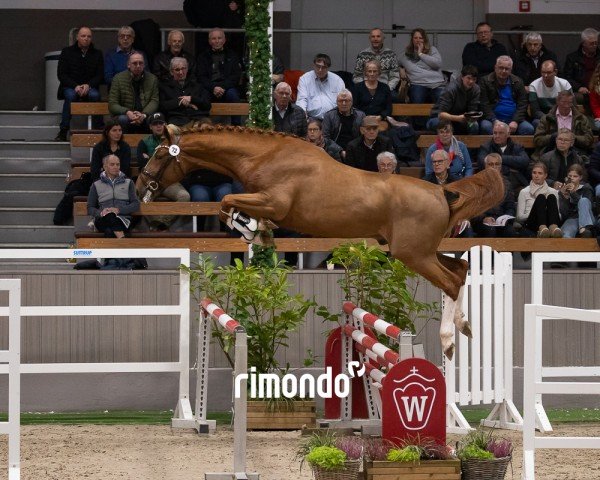 Springpferd Hengst von Emerald van het Ruytershof / Camus (Belgisches Warmblut, 2022, von Emerald van 't Ruytershof)