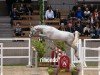 jumper Hengst von Cornet Obolensky / Quirado (Westphalian, 2022, from Cornet Obolensky)