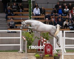 jumper Hengst von Cornet Obolensky / Quirado (Westphalian, 2022, from Cornet Obolensky)