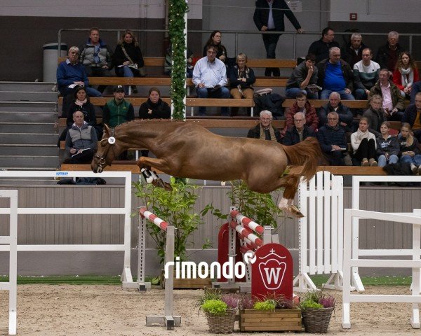 Springpferd Hengst von Emerald van het Ruytershof / Cornet Obolensky (Westfale, 2022, von Emerald van 't Ruytershof)