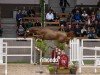 jumper Hengst von Emerald van het Ruytershof / Cornet Obolensky (Westphalian, 2022, from Emerald van 't Ruytershof)