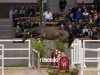 jumper Hengst von Haaland / Stakkato Gold (Oldenburg show jumper, 2022, from Haaland)