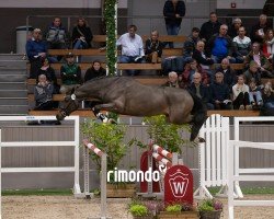 jumper Hengst von Haaland / Stakkato Gold (Oldenburg show jumper, 2022, from Haaland)