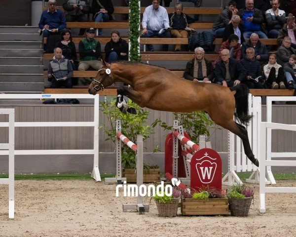 jumper Hengst von Emerald van het Ruytershof / Cumthago C (Zangersheide riding horse, 2022, from Emerald van 't Ruytershof)