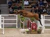 jumper Hengst von Emerald van het Ruytershof / Cumthago C (Zangersheide riding horse, 2022, from Emerald van 't Ruytershof)