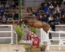 jumper Hengst von Levi VDL / Sable Rose (Calvados) (KWPN (Royal Dutch Sporthorse), 2022, from Levi VDL)