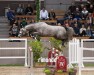 jumper Hengst von Kassander van 't Roosakker / I'm Special de Muze (KWPN (Royal Dutch Sporthorse), 2022, from Kassander van het Roosakker)