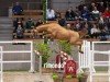 jumper Hengst von Levi VDL / Comthago VDL (KWPN (Royal Dutch Sporthorse), 2022, from Levi VDL)