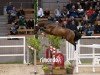 horse Hengst von Heartbreaker / Calvaro (Oldenburg show jumper, 2022, from Heartbreaker)