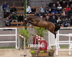 horse Hengst von Heartbreaker / Calvaro (Oldenburg show jumper, 2022, from Heartbreaker)