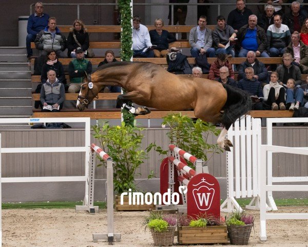 jumper Hengst von Los Angeles / Contender (German Sport Horse, 2022, from Los Angeles)