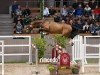 jumper Hengst von Los Angeles / Contender (German Sport Horse, 2022, from Los Angeles)