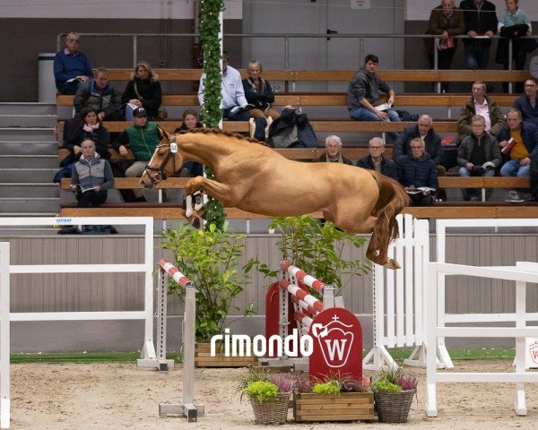 jumper Stig (KWPN (Royal Dutch Sporthorse), 2022, from Mcallister VDL)