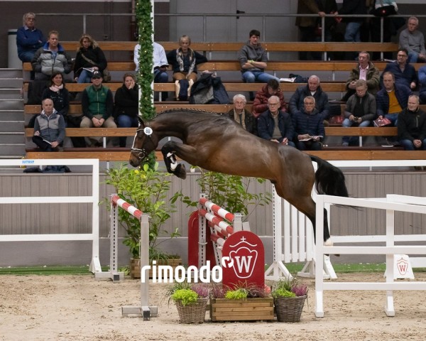 jumper Hengst von Varihoka du Temple / Diamant De Semilly (Hanoverian, 2022, from Varihoka du Temple)