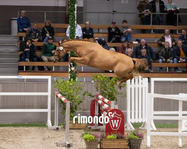 Springpferd Hengst von United Touch S / Wandor v.d.Mispelaere (Belgisches Warmblut, 2022, von United Touch S)