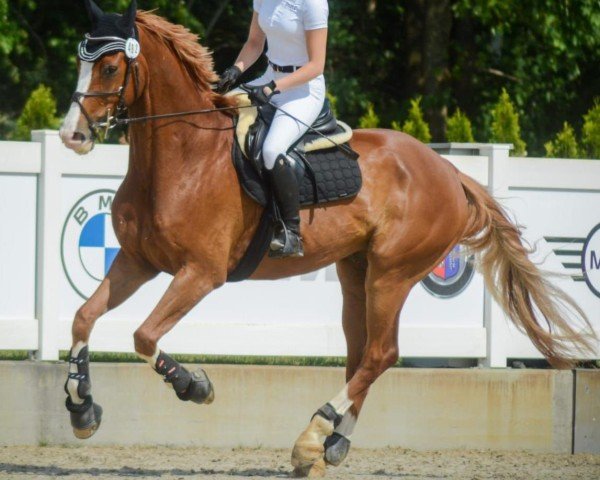 Springpferd Flips 24 (Deutsches Sportpferd, 2015, von Feuerball 78)