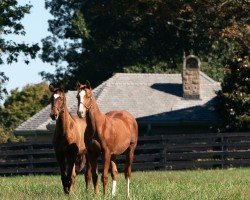 foal by Stute von Gun Runner xx (Thoroughbred, 2024, from Gun Runner xx)