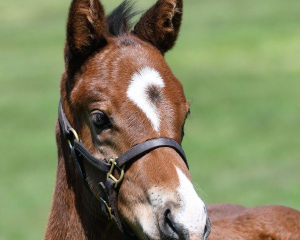 Pferd Giant Mischief xx (Englisches Vollblut, 2020, von Into Mischief xx)