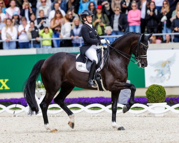 broodmare Wendy de Fontaine (Danish Warmblood, 2014, from Sezuan)