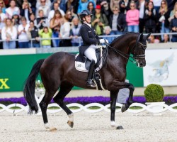 Zuchtstute Wendy de Fontaine (Dänisches Warmblut, 2014, von Sezuan)