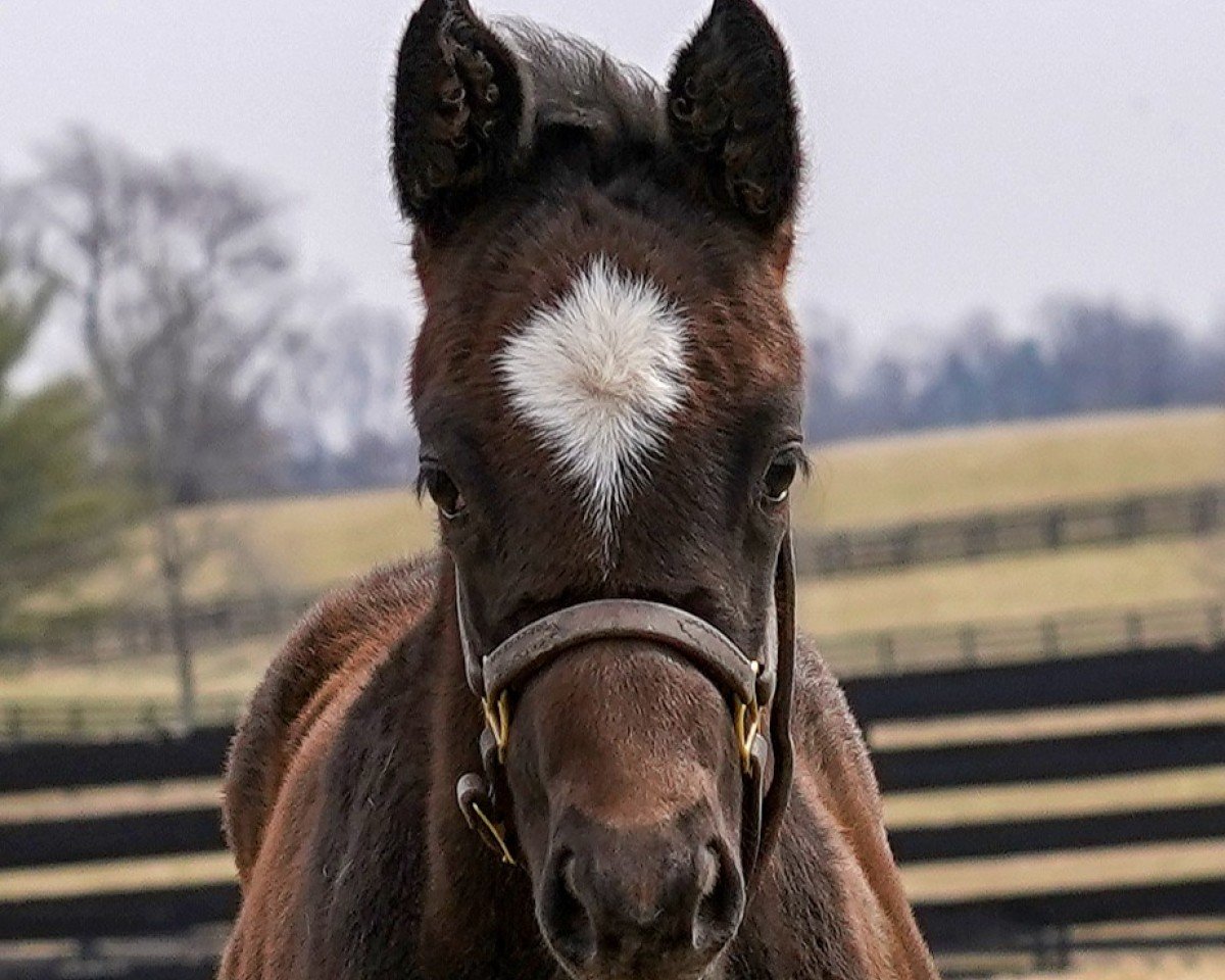 horse Scalable xx (Thoroughbred, 2021, from Speightstown xx)