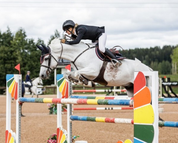 Springpferd Nero van de Bucxtale (Belgisches Reitpony, 2009, von Jerome van de Vondelhoeve)