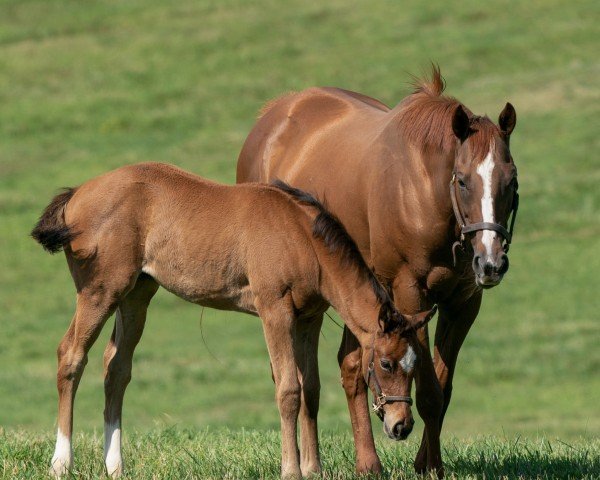 broodmare Dayatthespa xx (Thoroughbred, 2009, from City Zip xx)