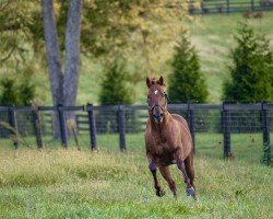 stallion Charlatan xx (Thoroughbred, 2017, from Speightstown xx)