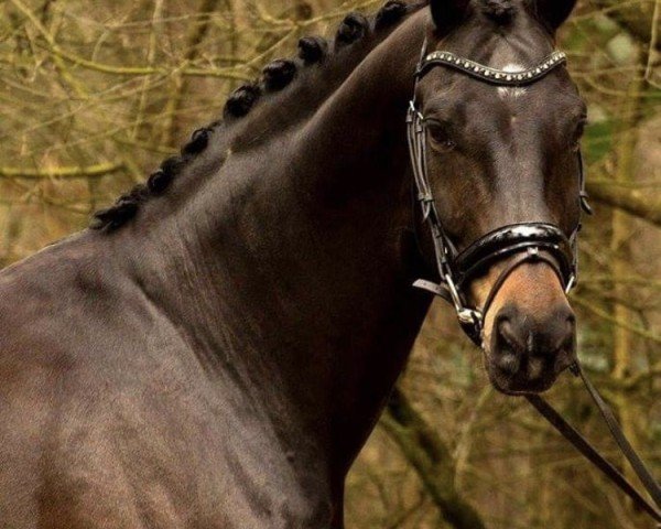 dressage horse Djilano-Opbroeks (KWPN (Royal Dutch Sporthorse), 2008, from Sandreo)