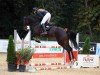 jumper Dark Chocolate 46 (German Sport Horse, 2015, from Don Girovanni)