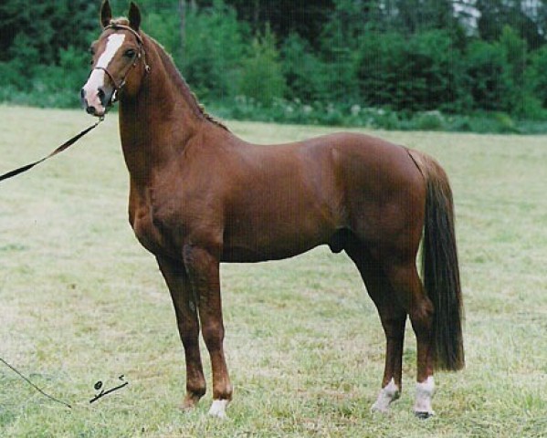 stallion Pionier's Sjoerd 2 RP (Nederlands Welsh Ridepony, 1991, from Vita Nova's Hanassie)