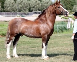 Deckhengst Cathael Idris 13 WD (Welsh-Cob (Sek. D), 1996, von Tireinon Triple Crown)