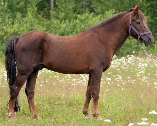 stallion Ekeholms Bacardi 6 NF (New Forest Pony, 1980, from Värends Pedro)