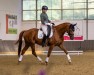 dressage horse Lennard 44 (Westphalian, 2009, from Lugato)