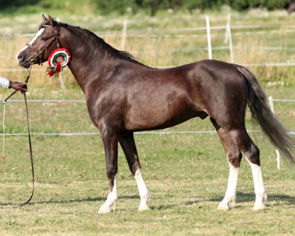 Deckhengst Vliedberg Farley 46 W (Welsh Pony (Sek.B), 2014, von Nilantshoeve's Zippo)