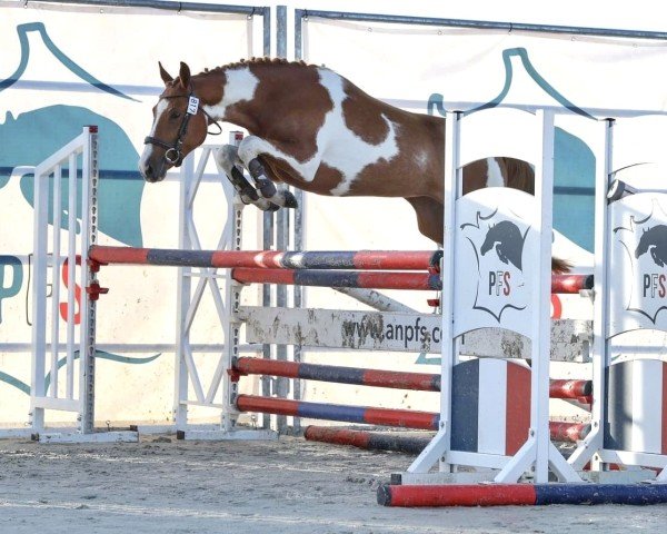 broodmare I Pie Landr Aux Lays (French Pony,  , from Donot Disturb of Lays)