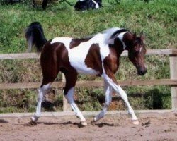 stallion SHR Rode To Fame (Arab half breed / Partbred, 2001, from A Fameous Design)