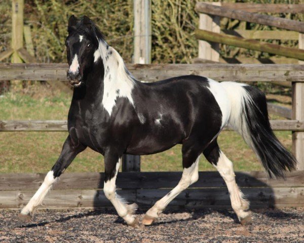 Deckhengst Tiny Bit Famous (Arabisches Halbblut / Partbred, 2005, von SHR Rode To Fame)