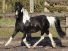 stallion Tiny Bit Famous (Arab half breed / Partbred, 2005, from SHR Rode To Fame)