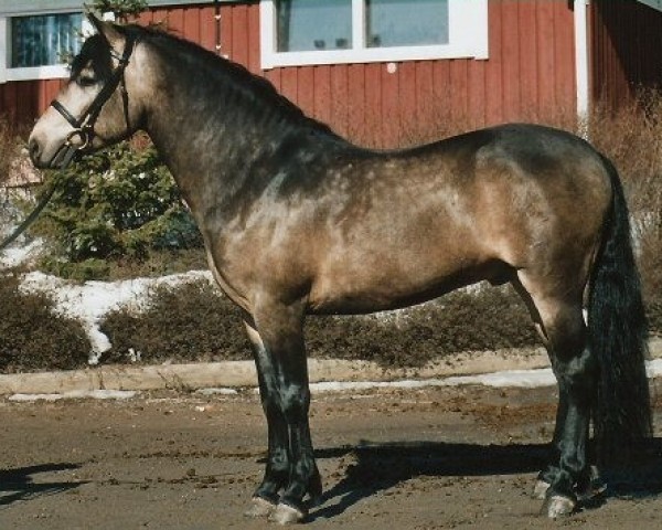 Deckhengst Rockfield Scarface 14 C (Connemara-Pony, 2000, von Ard Ri Cunga 11 IC)